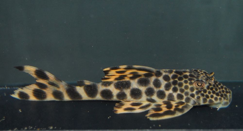 L260 Queen Arabesque Pleco , L75 Leopard Pleco e dicrossus maculatus