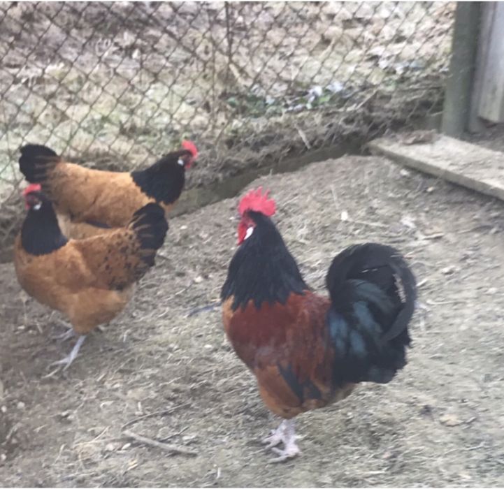 Jaja legowe od kur ozdobnych;   padewskie trojkolorowe i inne