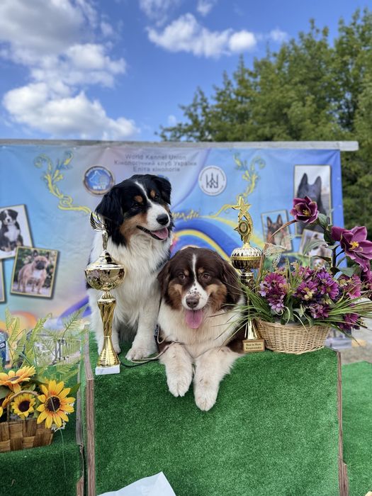 Ауссі, австралійська вівчарка