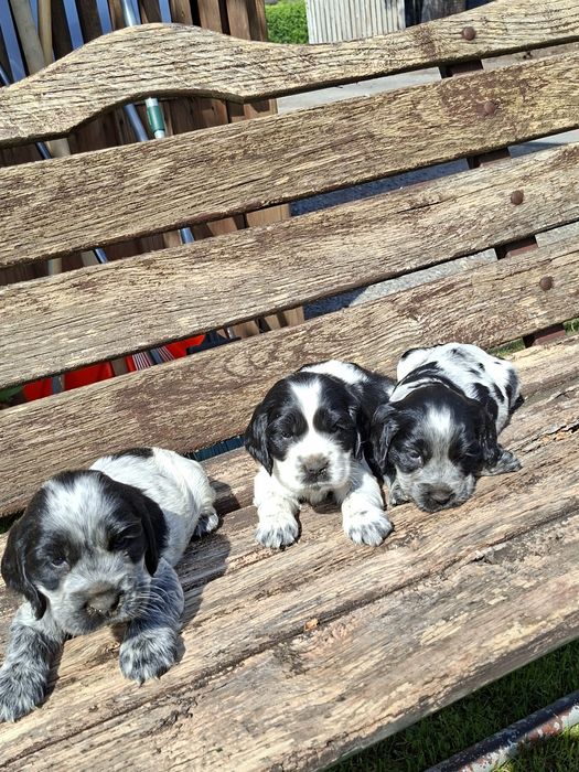 Cocker Spaniel   Angielski