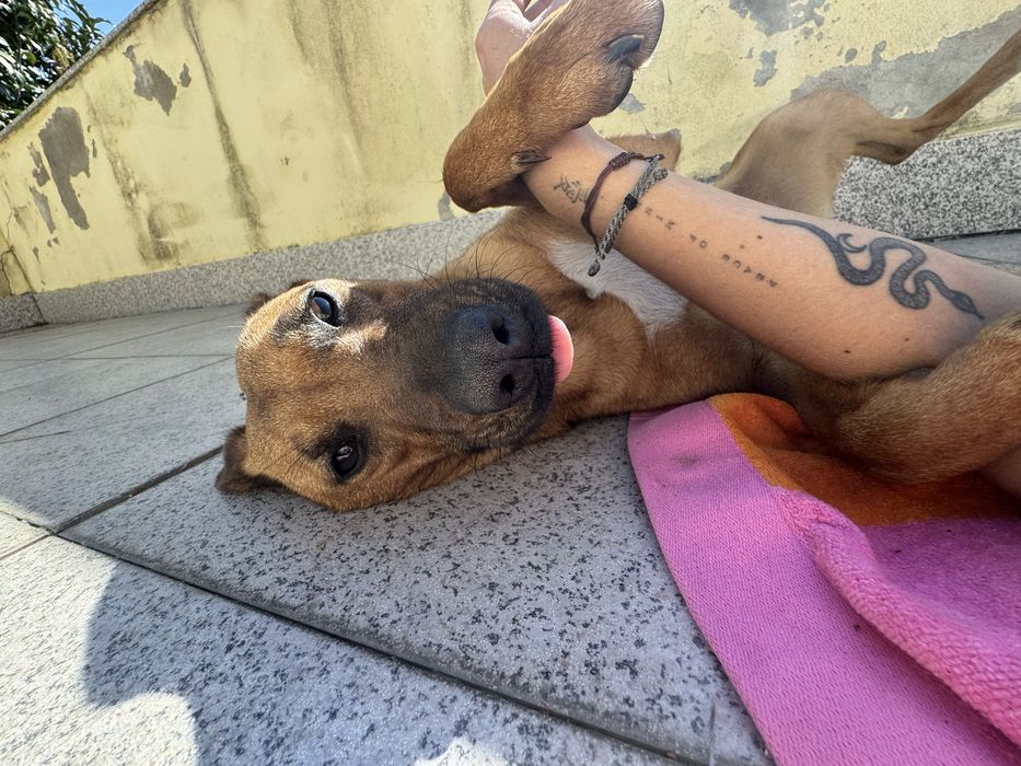 Roxy - adoção responsável