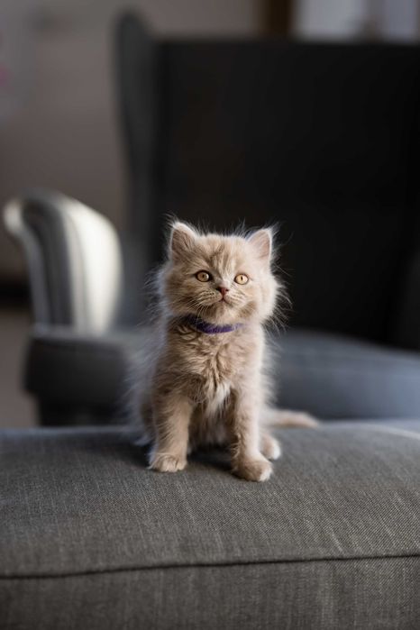 Kotek Brytyjski Długowłosy – liliowy – rodowód