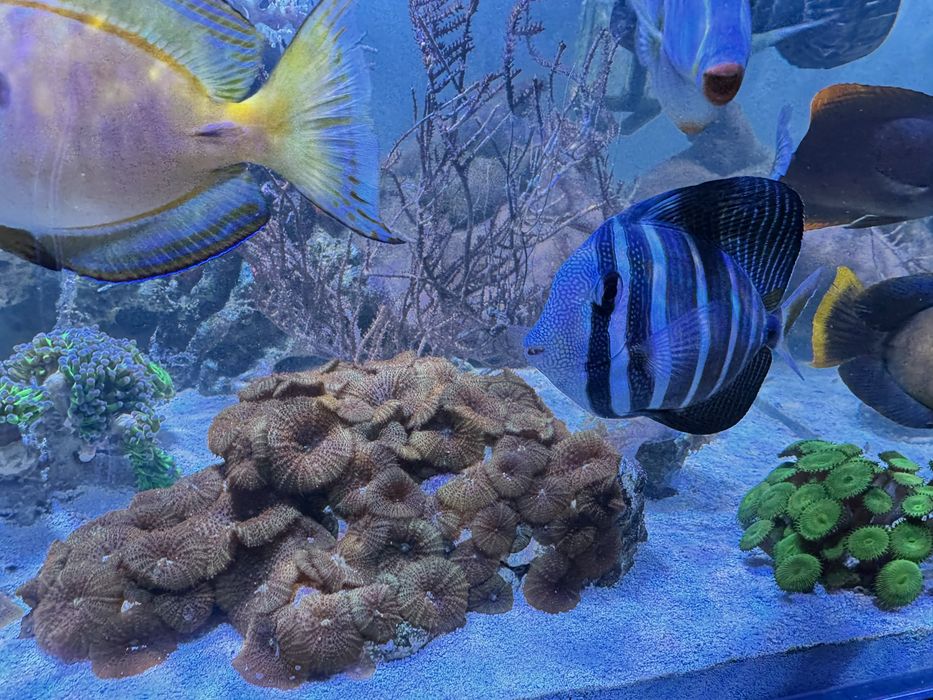 Peixe Zebrasoma veliferum