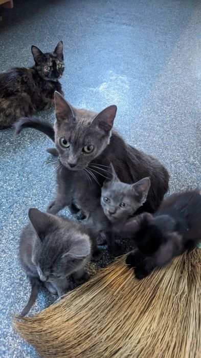 Отдам чудесных котят.