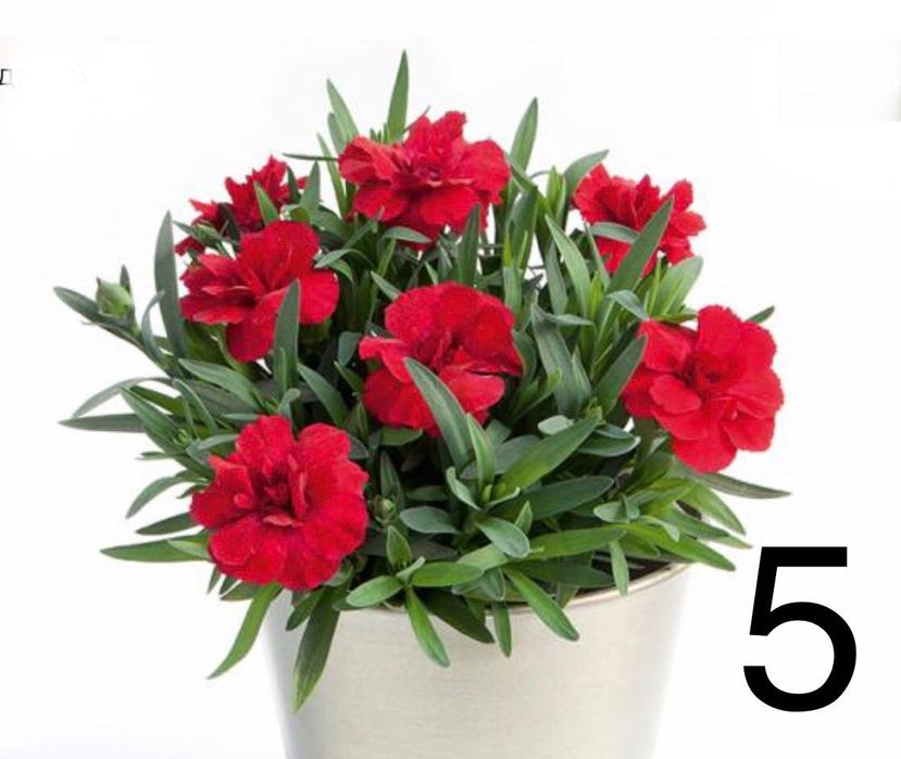 Гвоздика Оскар черенок саджанці