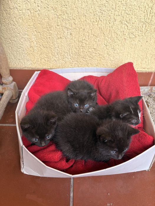 Kotki do oddania za darmo