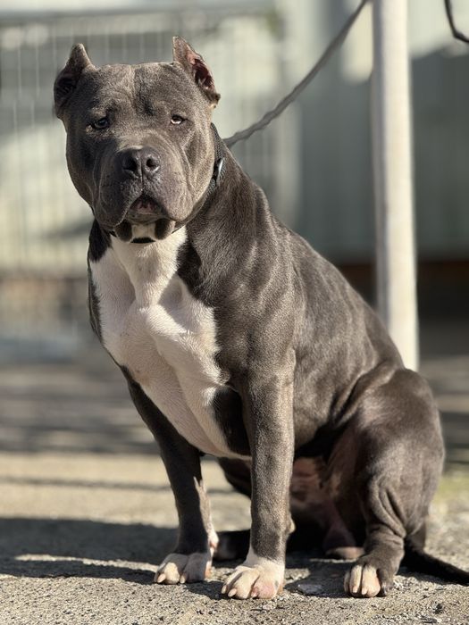 PitbullXL, Пітбуль блакитний колір ,ABKC