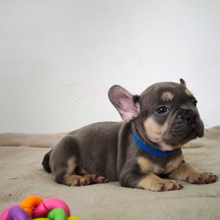 Filhote de cachorro Buldogue Francês