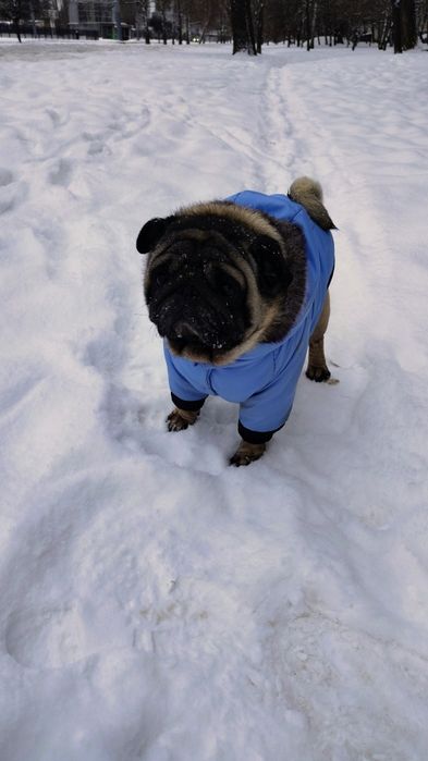 Мопс,мальчик ищет невесту.