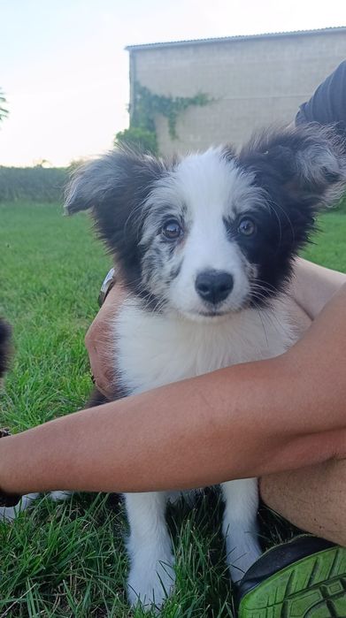 Border Collie suczka blue merle Jellybean