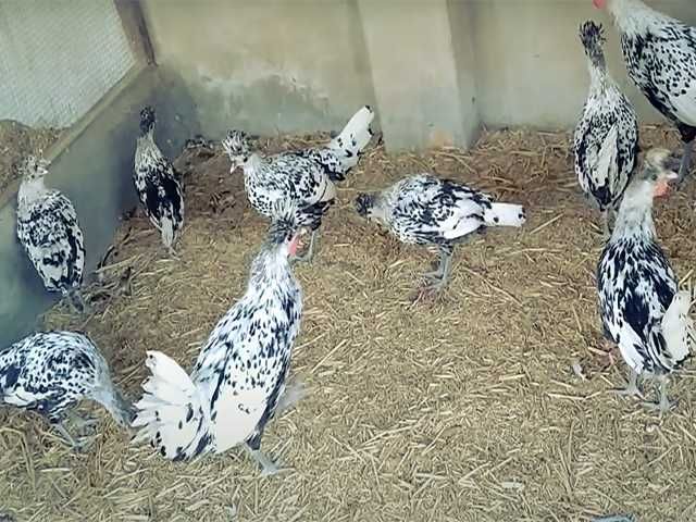 Яйцо на інкубацію курей Апенцеллер срібло, золото, біле золото, лимон.