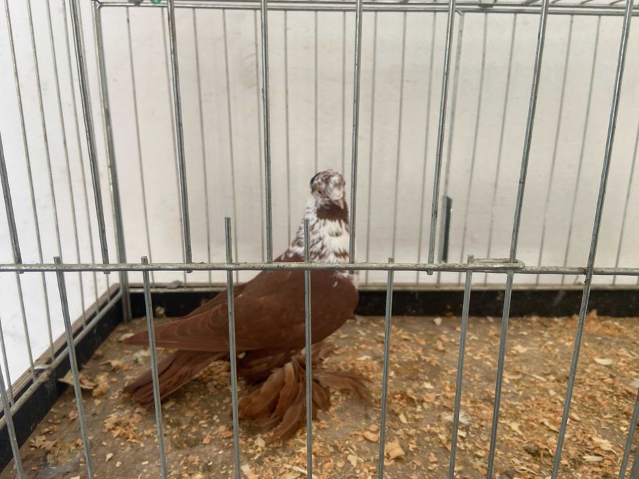 Widym samiec koroniaty