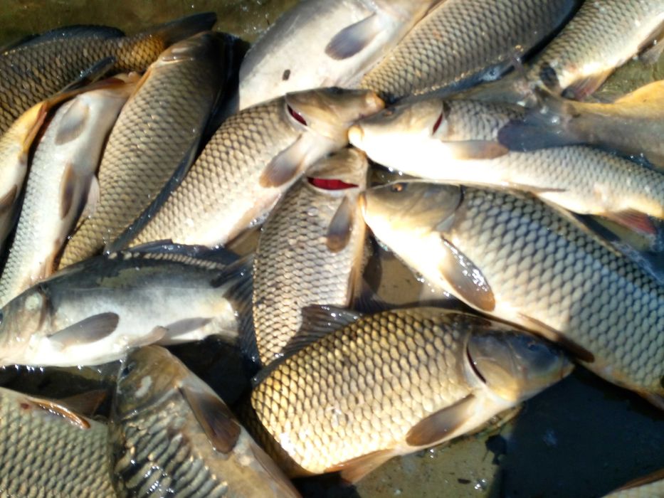 karp golec, pełnołuski i amur handlówka