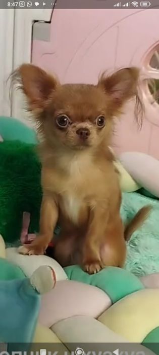 Хлопчик чіхуахуа ізабеловий довгошерстний