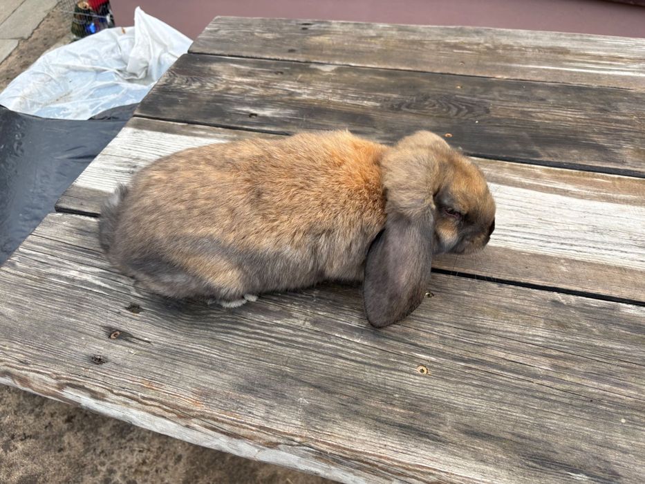 Baran Francuski samiec