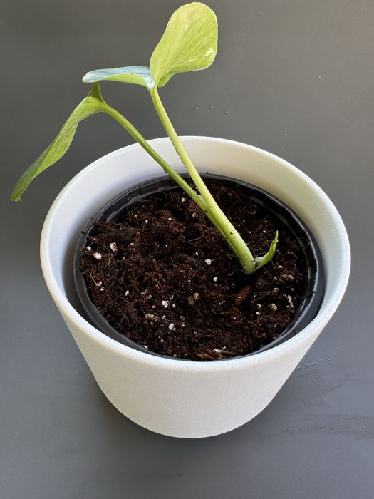Monstera Albo Variegata enraizada em vaso #1