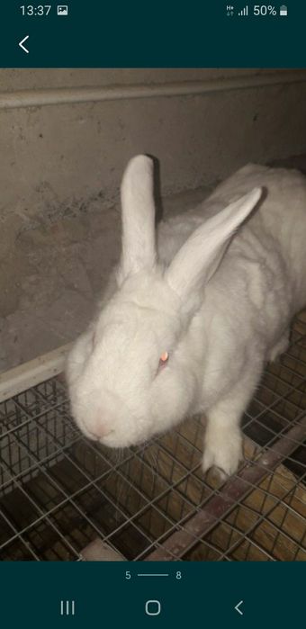 Белый термон серебро полтавское