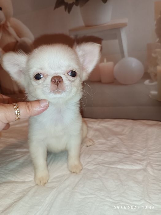 Чихуа, чихуашечка ніжна красуня, 2,5 міс