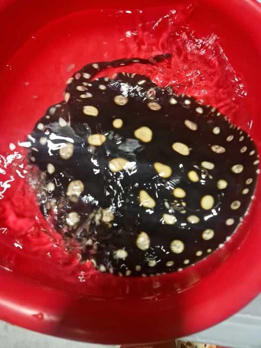 Płaszczka black diamond młode