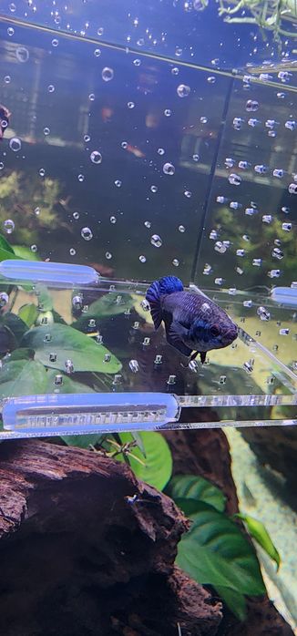 Bettas Fêmeas ...
