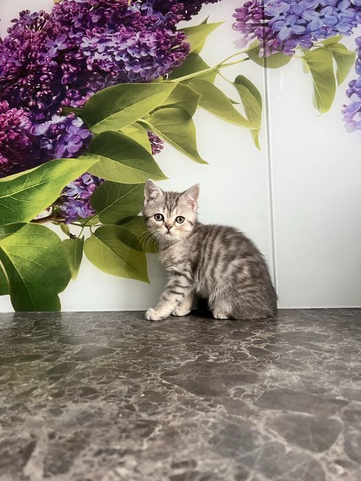 Лялькова киця кошеня шотландська прямовуха дівчинка scottish straight