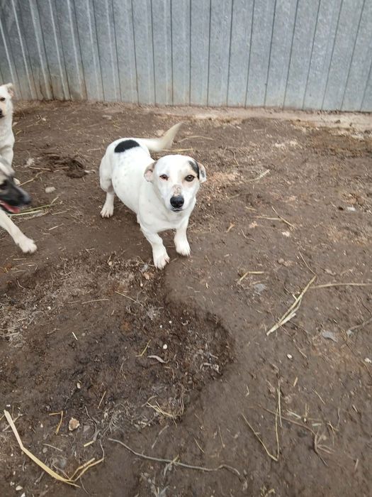 Oddam pieska i suczkę