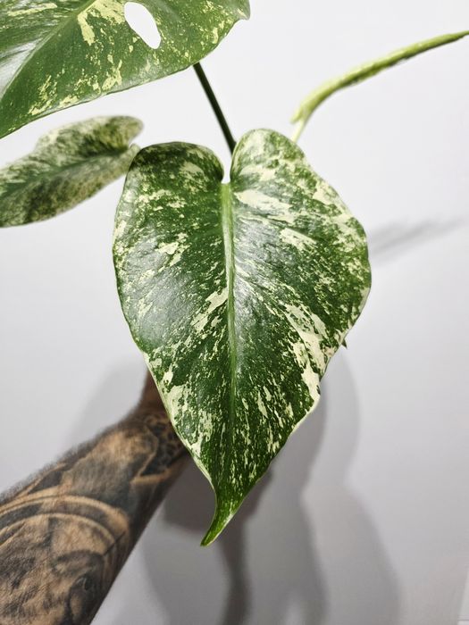 Monstera Deliciosa Mint