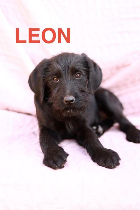 Uroczy, pogodny szczeniaczek szuka kochającego opiekuna