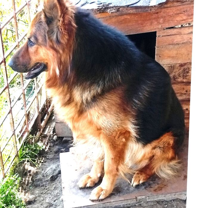 Owczarek Niemiecki Adopcja