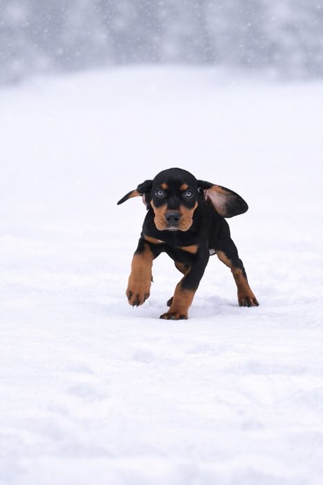 Piesek gończy polski