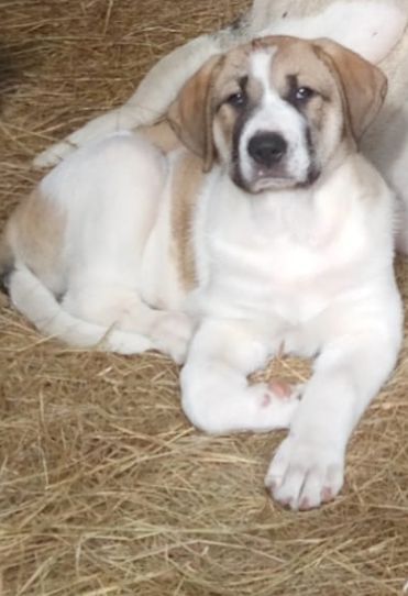 Cadela de raça cão de gado transmontano com 5 meses toda a documentaçã