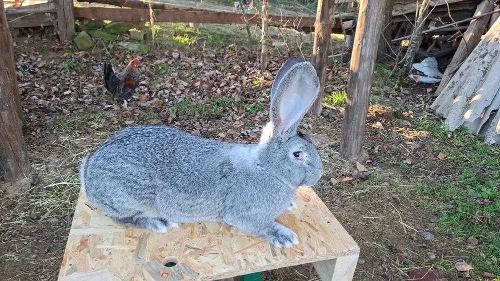 Бельгійський велетень