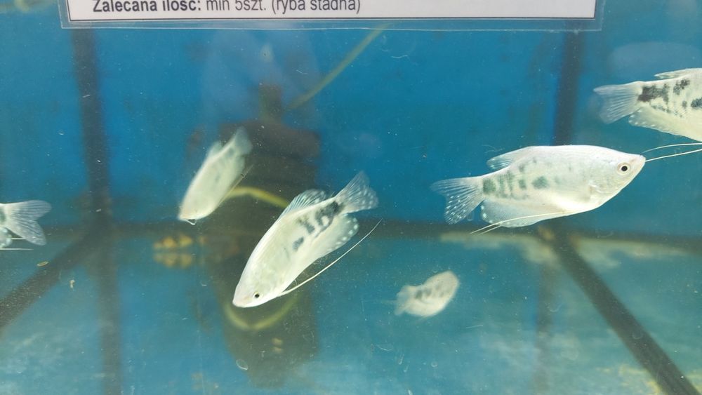 Gurami Dwuplay Złoty i Marmurkowy WYSYŁKA AKWAWIN