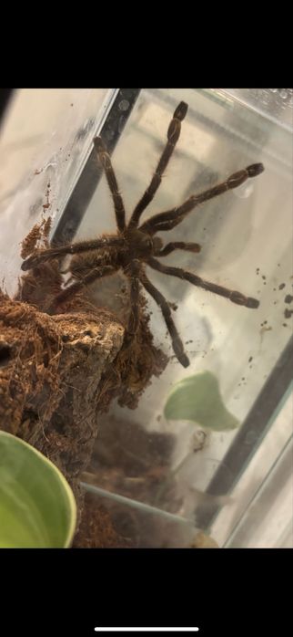 Pajak ptasznik Mlody samiec P. Subfusca