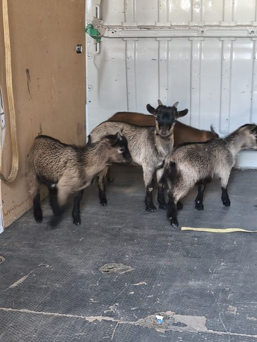 Cabras anãs  2 fêmeas e 2 machos