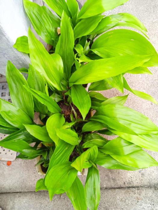 Vendo folhas de milho com raízes para plantar,  para fazer arranjos.