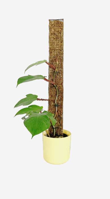 Palik z mchu sphagnum szerokość 8 cm grow vertical