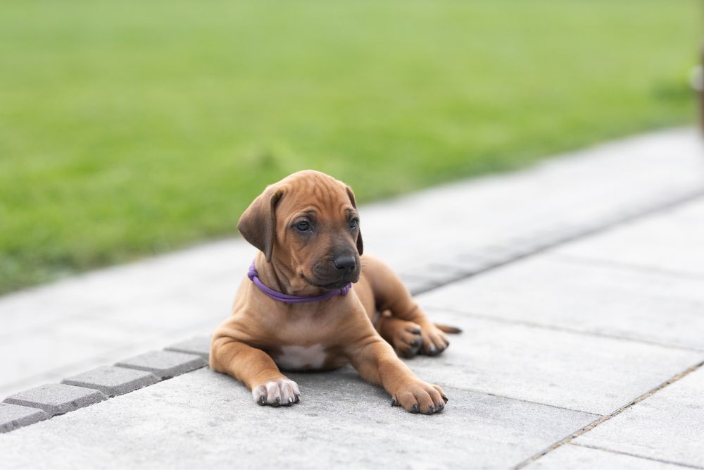 Rhodesian ridgeback -suczka standardowa