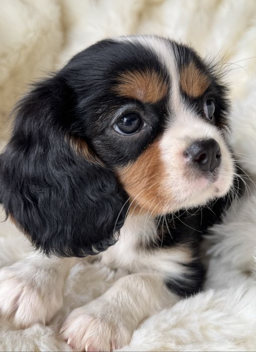 Cavalier King Charles Spaniel - sunia tricolor