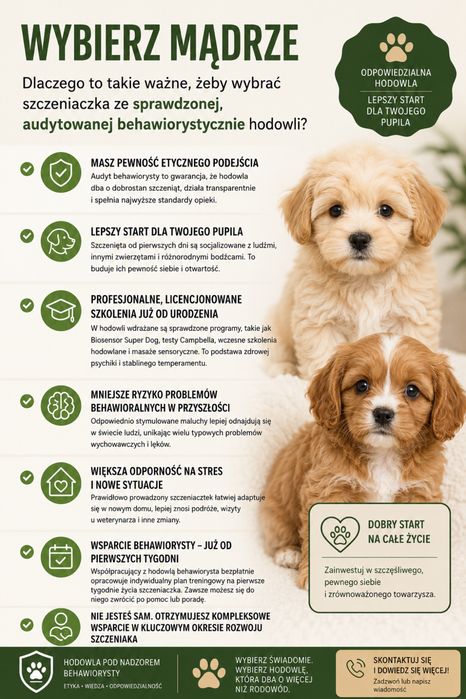 Czarny piekny szpic mini pomeranian bardzo mądry chłopiec