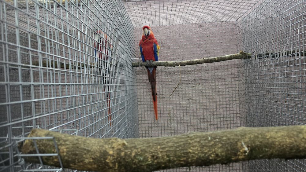 Araras, papagaios,cacatuas