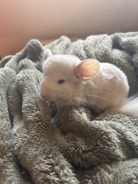 Chinchila Branca