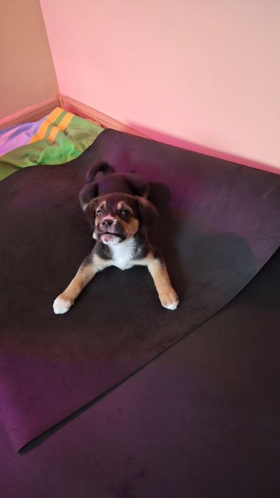 Метис Бігль ,безкоштовно