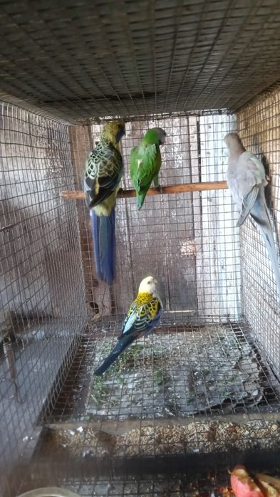 Aves em excelente estado