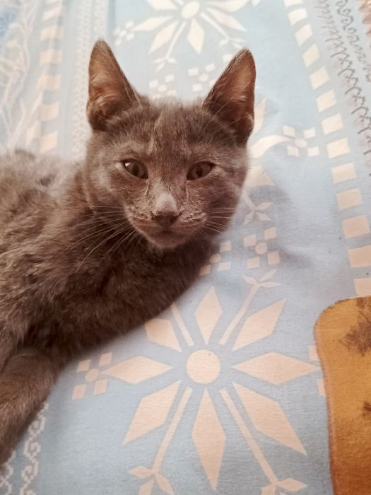 ТЕРМІНОВО!! Віддам в добрі руки кошеня