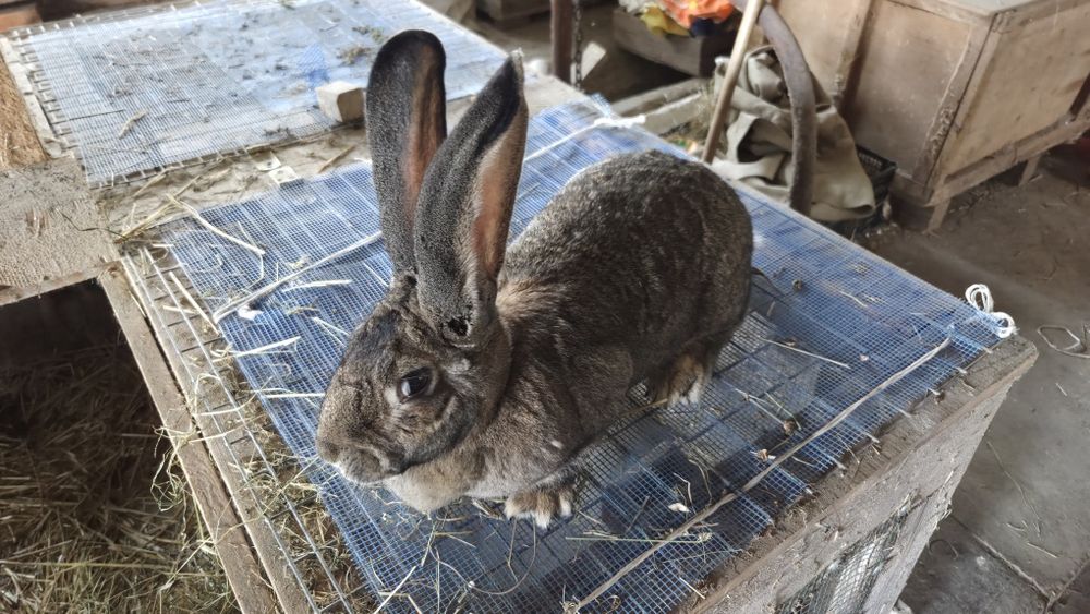 Samica belgijski olbrzym szary