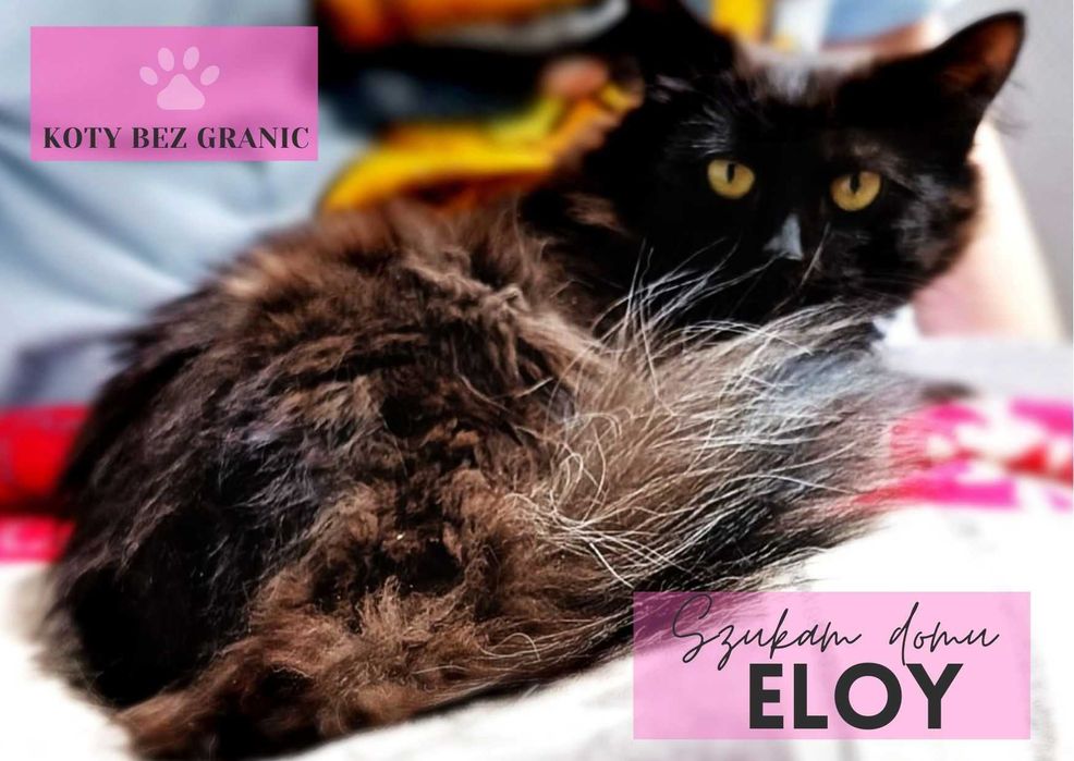 Eloy długowłosa kotka do adopcji
