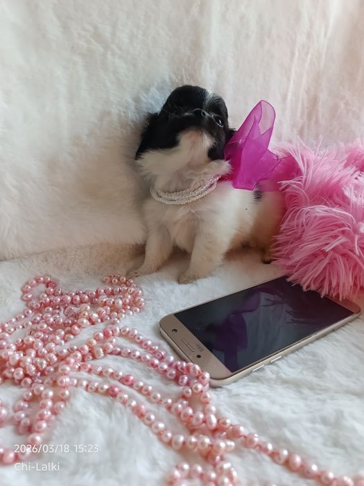 Chihuahua xs chłopiec samiec dlugowlosy