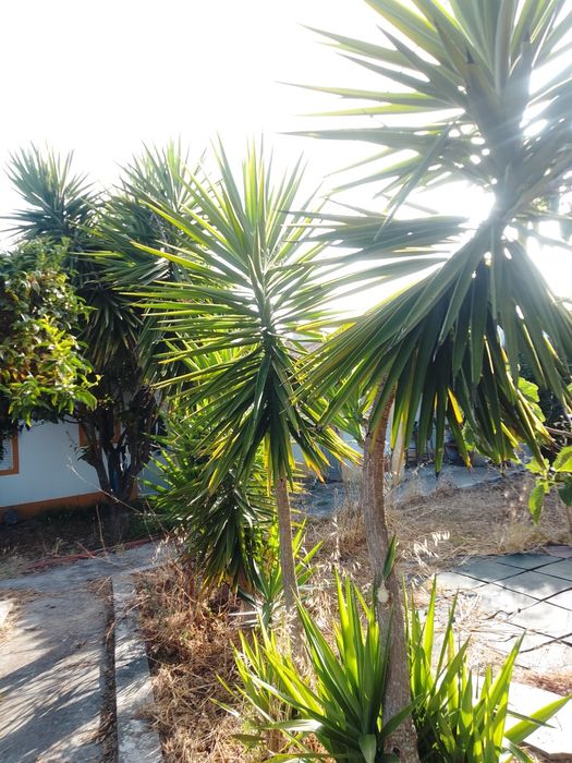 Plantas uicas tropicais