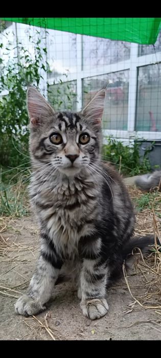 Мейн-кун, кошеня, дівчинкв